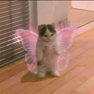 Meet your Posher, Janelle